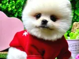 İstanbul'Da Elden Teslim Pomeranian Boo Yavrularımız