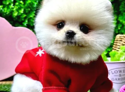 İstanbul'Da Elden Teslim Pomeranian Boo Yavrularımız görsel