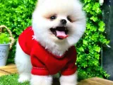 İstanbul'Da Elden Teslim Pomeranian Boo Yavrularımız