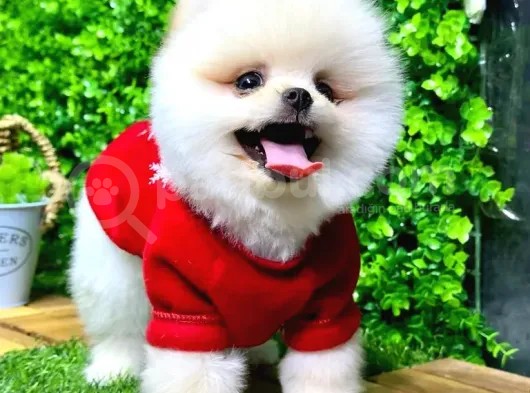İstanbul'Da Elden Teslim Pomeranian Boo Yavrularımız görsel