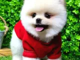 İstanbul'Da Elden Teslim Pomeranian Boo Yavrularımız