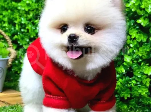 İstanbul'Da Elden Teslim Pomeranian Boo Yavrularımız görsel