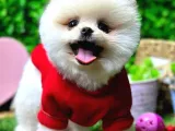 İstanbul'Da Elden Teslim Pomeranian Boo Yavrularımız