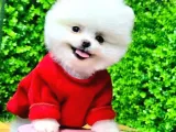 İstanbul'Da Elden Teslim Pomeranian Boo Yavrularımız