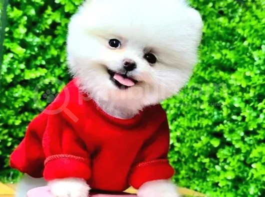 İstanbul'Da Elden Teslim Pomeranian Boo Yavrularımız görsel