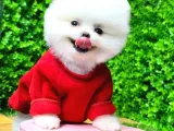 İstanbul'da Elden Teslim Pomeranian BOO Yavrularımız