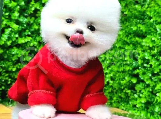 İstanbul'Da Elden Teslim Pomeranian Boo Yavrularımız