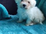 Sevi̇mli̇ Maltese Terri̇er Sifir Numara