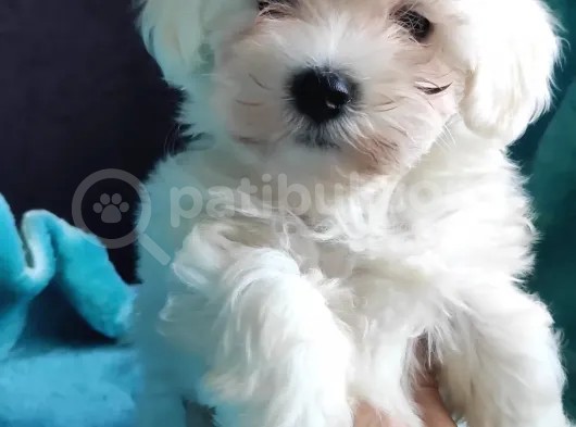 Sevi̇mli̇ Maltese Terri̇er Sifir Numara görsel