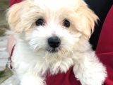 F1 Dişi Maltipoo Yavrumuz