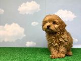 En Koyu Kizil Renk Üst Kali̇te Di̇şi̇ Malti̇poo Yavrumuz