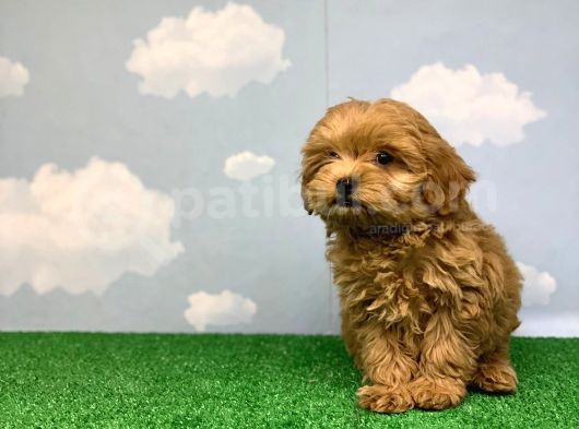 En Koyu Kizil Renk Üst Kali̇te Di̇şi̇ Malti̇poo Yavrumuz görsel