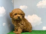 En Koyu Kizil Renk Üst Kali̇te Di̇şi̇ Malti̇poo Yavrumuz