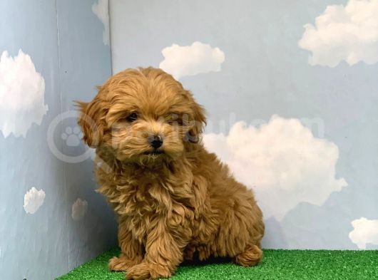 En Koyu Kizil Renk Üst Kali̇te Di̇şi̇ Malti̇poo Yavrumuz görsel