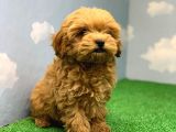EN KOYU KIZIL RENK ÜST KALİTE DİŞİ MALTİPOO YAVRUMUZ