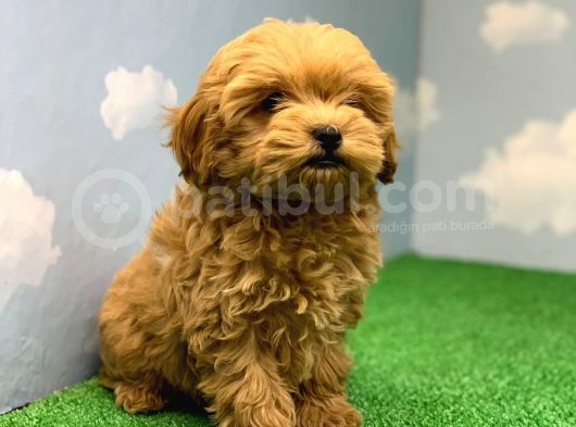 En Koyu Kizil Renk Üst Kali̇te Di̇şi̇ Malti̇poo Yavrumuz