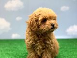 En Koyu Kizil Renk Üst Kali̇te Di̇şi̇ Malti̇poo Yavrumuz