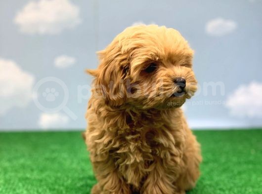 En Koyu Kizil Renk Üst Kali̇te Di̇şi̇ Malti̇poo Yavrumuz görsel
