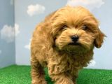 En Koyu Kizil Renk Üst Kali̇te Di̇şi̇ Malti̇poo Yavrumuz