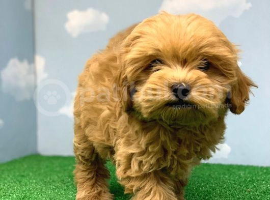 En Koyu Kizil Renk Üst Kali̇te Di̇şi̇ Malti̇poo Yavrumuz görsel