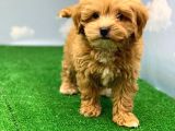 Hari̇ka Renklerde Muhteşem Kali̇te Malti̇poo Di̇şi̇