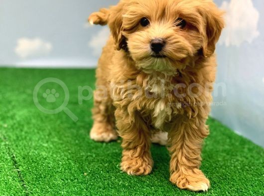Hari̇ka Renklerde Muhteşem Kali̇te Malti̇poo Di̇şi̇ görsel