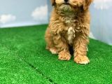 Hari̇ka Renklerde Muhteşem Kali̇te Malti̇poo Di̇şi̇