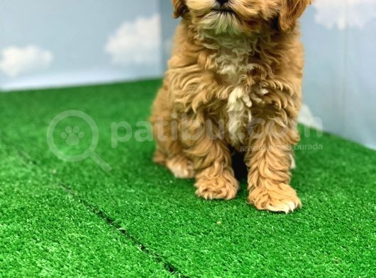 Hari̇ka Renklerde Muhteşem Kali̇te Malti̇poo Di̇şi̇ görsel