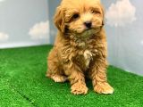 HARİKA RENKLERDE MUHTEŞEM KALİTE MALTİPOO DİŞİ