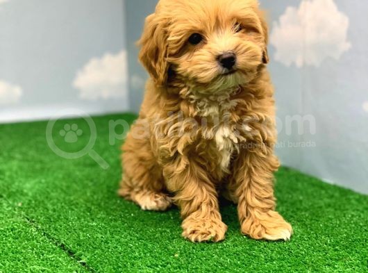 Hari̇ka Renklerde Muhteşem Kali̇te Malti̇poo Di̇şi̇