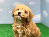 Hari̇ka Renklerde Muhteşem Kali̇te Malti̇poo Di̇şi̇
