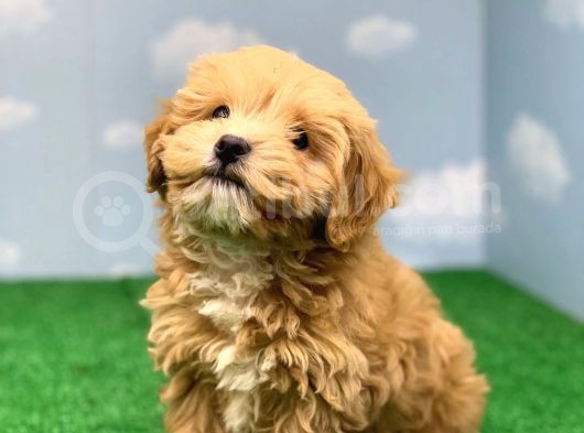 Hari̇ka Renklerde Muhteşem Kali̇te Malti̇poo Di̇şi̇ görsel