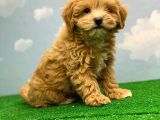 Hari̇ka Renklerde Muhteşem Kali̇te Malti̇poo Di̇şi̇