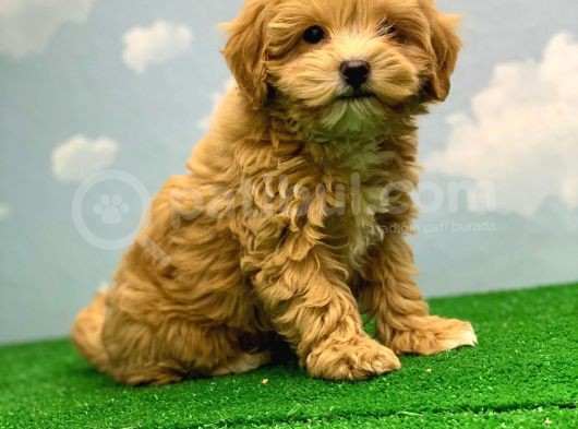 Hari̇ka Renklerde Muhteşem Kali̇te Malti̇poo Di̇şi̇ görsel
