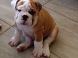 A Kali̇te İngi̇li̇z Buldog Yavrulari