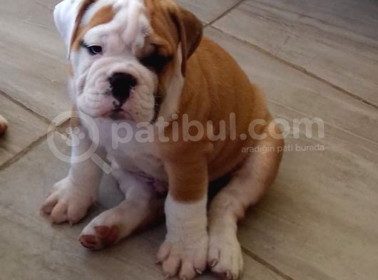 A Kali̇te İngi̇li̇z Buldog Yavrulari görsel