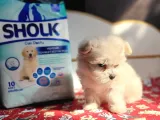 Maltese Yavrular (Bursa Köpek Okulu)