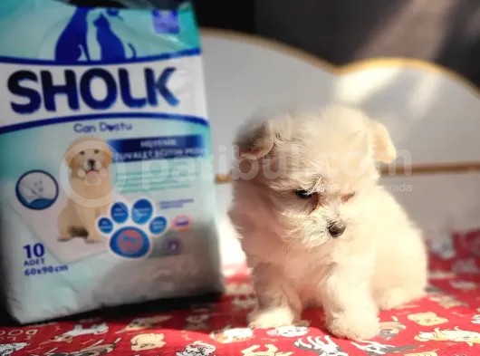 Maltese Yavrular (Bursa Köpek Okulu) görsel