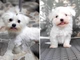 Maltese Yavrular (Bursa Köpek Okulu)