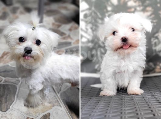 Maltese Yavrular (Bursa Köpek Okulu)