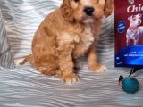 Cavapoo Yavru (Bursa Köpek Okulu)