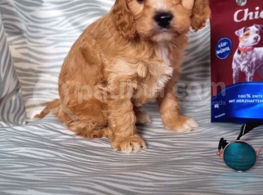 Cavapoo Yavru (Bursa Köpek Okulu) görsel