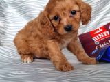 Cavapoo Yavru (Bursa Köpek Okulu)