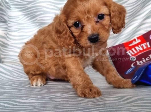 Cavapoo Yavru (Bursa Köpek Okulu)
