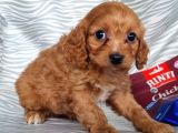 Cavapoo Yavru (Bursa Köpek Okulu)