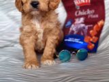 Cavapoo Yavru (Bursa Köpek Okulu)
