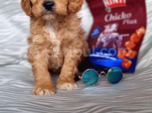 Cavapoo Yavru (Bursa Köpek Okulu) görsel