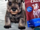 Secereli Minyatür Schnauzer Yavru(Bursa Köpek Okulu)