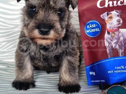 Secereli Minyatür Schnauzer Yavru(Bursa Köpek Okulu)