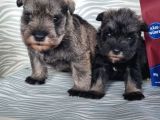 Secereli Minyatür Schnauzer Yavru(Bursa Köpek Okulu)